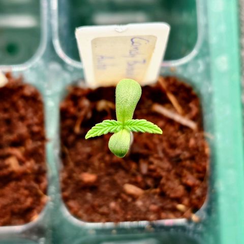 Auto Candy Bubatz XL growlog timeline photo