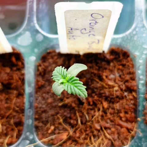 Auto Orange Bud growlog timeline photo