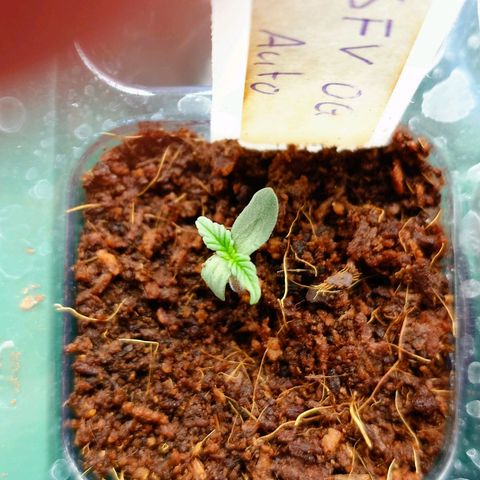 Auto SFV OG growlog timeline photo