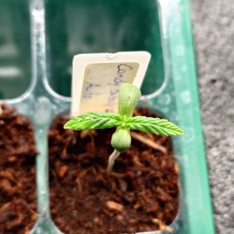 Auto Candy Bubatz XL growlog timeline photo