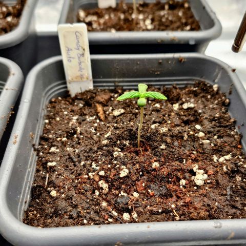Auto Candy Bubatz XL growlog timeline photo