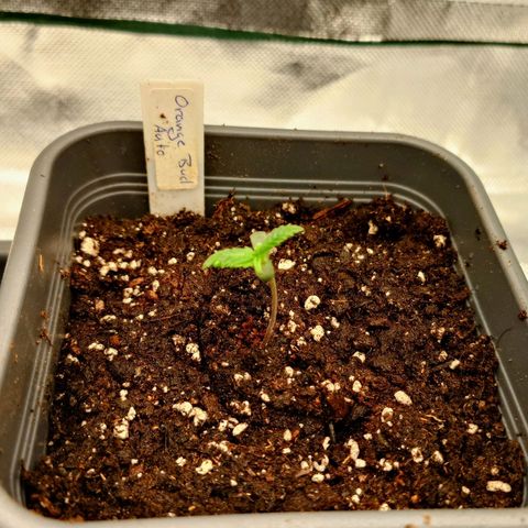 Auto Orange Bud growlog timeline photo