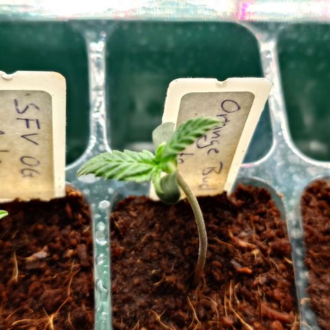 Auto Orange Bud growlog timeline photo