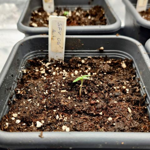 Auto SFV OG growlog timeline photo