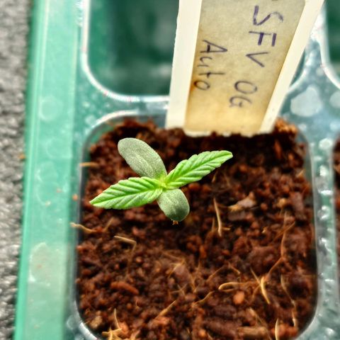 Auto SFV OG growlog timeline photo