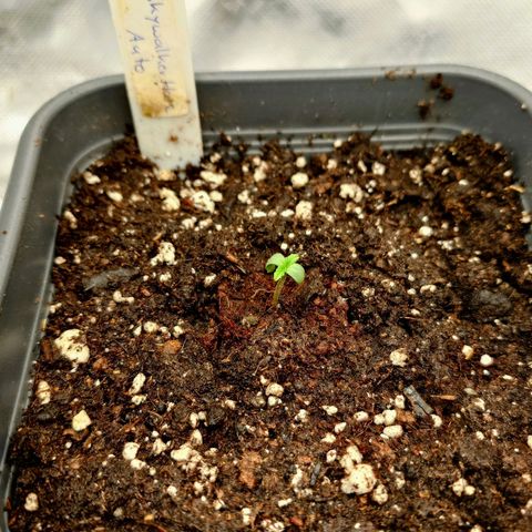 Auto Skywalker Haze growlog timeline photo