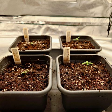 Auto Skywalker Haze growlog timeline photo
