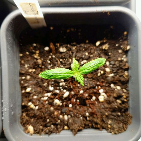Auto Candy Bubatz XL growlog timeline photo