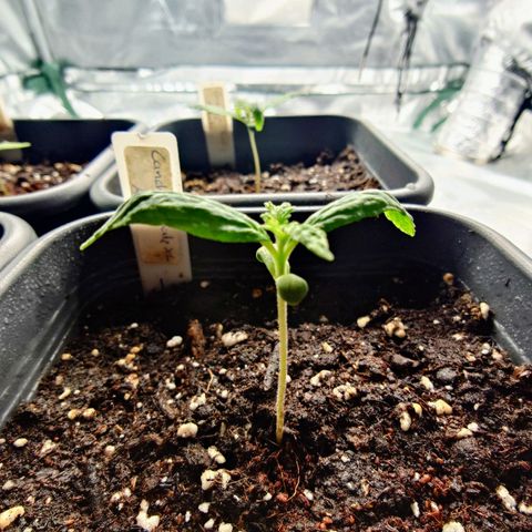 Auto Candy Bubatz XL growlog timeline photo