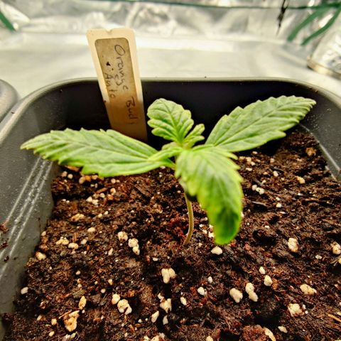 Auto Orange Bud growlog timeline photo
