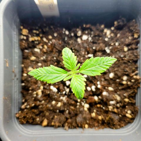 Auto Orange Bud growlog timeline photo