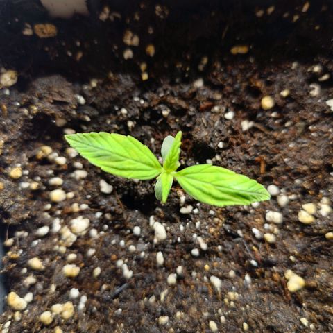 Auto SFV OG growlog timeline photo