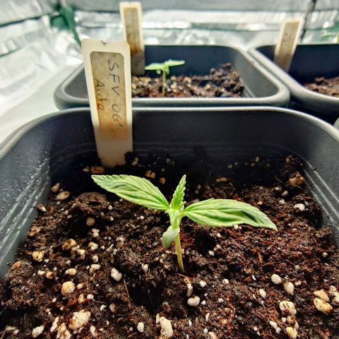 Auto SFV OG growlog timeline photo