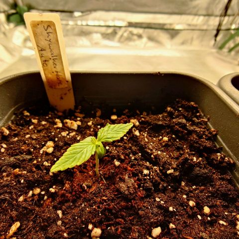 Auto Skywalker Haze growlog timeline photo