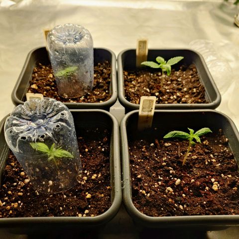 Auto Skywalker Haze growlog timeline photo