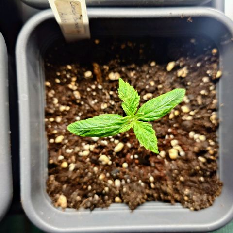 Auto Candy Bubatz XL growlog timeline photo