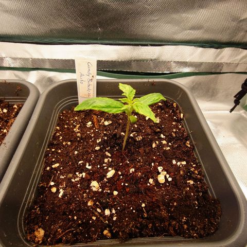 Auto Candy Bubatz XL growlog timeline photo