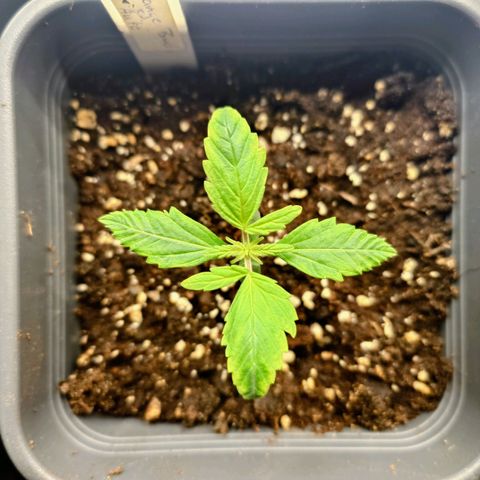 Auto Orange Bud growlog timeline photo