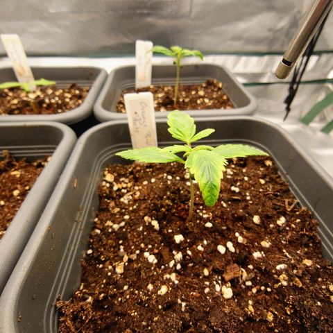 Auto Orange Bud growlog timeline photo