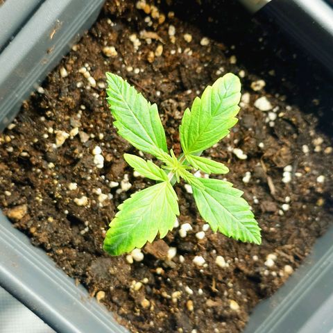 Auto Orange Bud growlog timeline photo