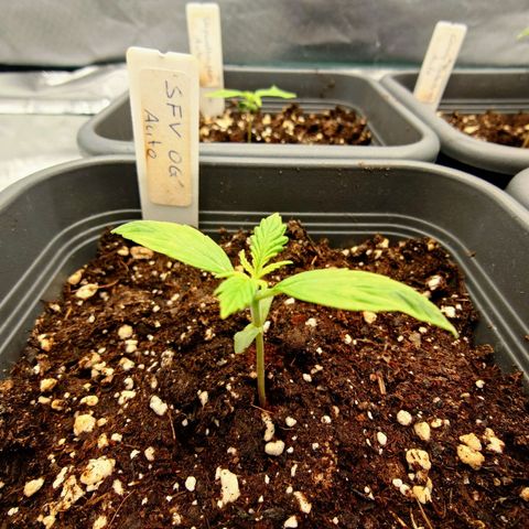 Auto SFV OG growlog timeline photo