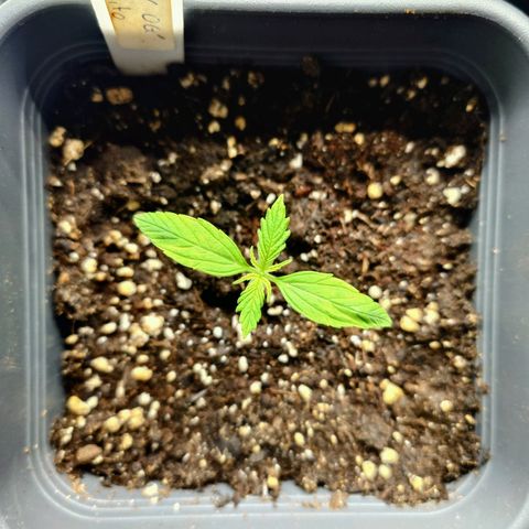 Auto SFV OG growlog timeline photo