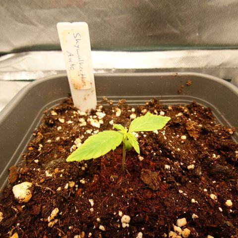 Auto Skywalker Haze growlog timeline photo