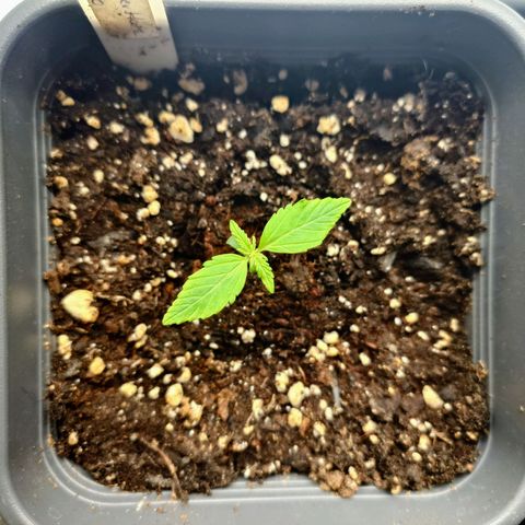 Auto Skywalker Haze growlog timeline photo