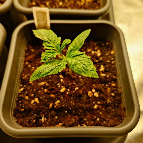 Auto Candy Bubatz XL growlog timeline photo