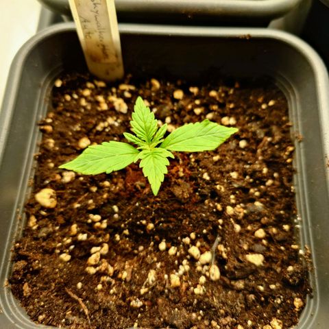 Auto Skywalker Haze growlog timeline photo