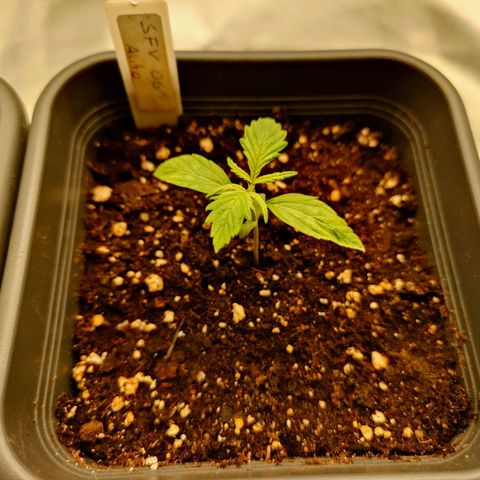 Auto SFV OG growlog timeline photo