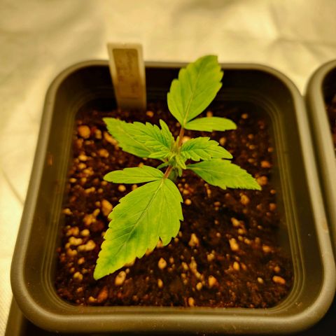 Auto Orange Bud growlog timeline photo
