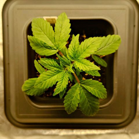 Auto Orange Bud growlog photo: Vorher