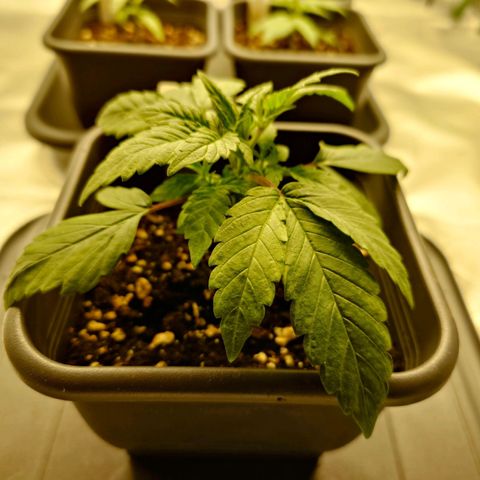 Auto Orange Bud growlog photo: Vorher