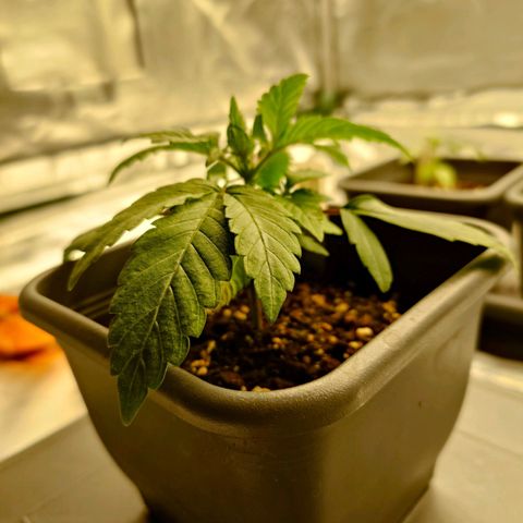 Auto Orange Bud growlog photo: Vorher