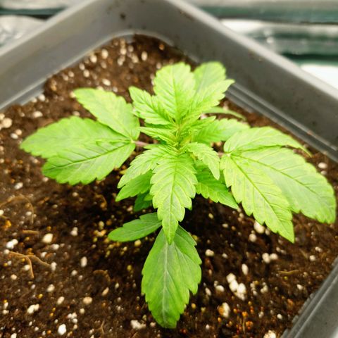 Auto Orange Bud growlog photo: Nachher