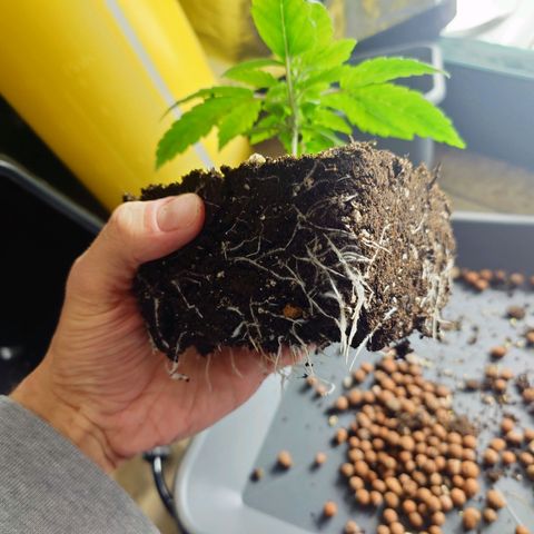 Auto Orange Bud growlog photo: Nachher