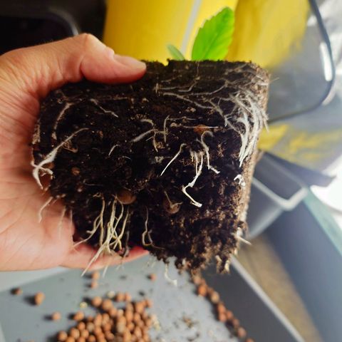 Auto Orange Bud growlog photo: Nachher