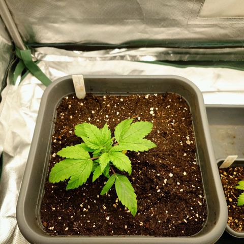 Auto Orange Bud growlog photo: Nachher