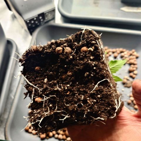 Auto Skywalker Haze growlog timeline photo