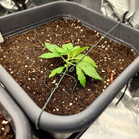 Auto Skywalker Haze growlog timeline photo