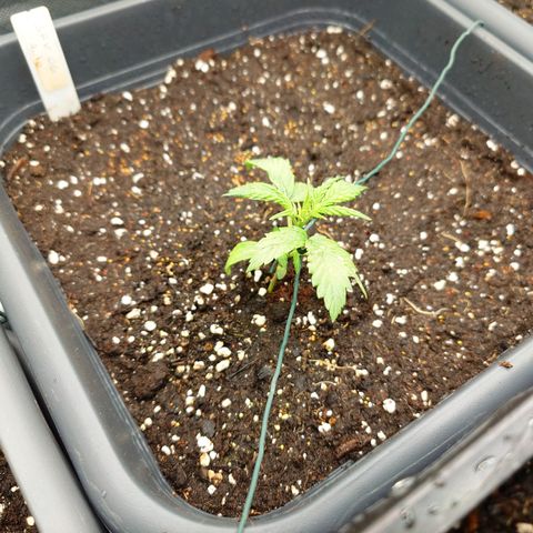 Auto SFV OG growlog timeline photo