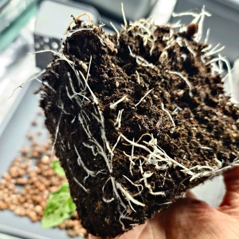 Auto Candy Bubatz XL growlog timeline photo