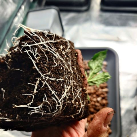 Auto Candy Bubatz XL growlog timeline photo