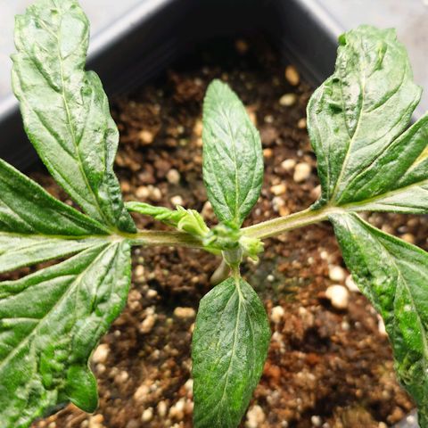 Auto Candy Bubatz XL growlog timeline photo