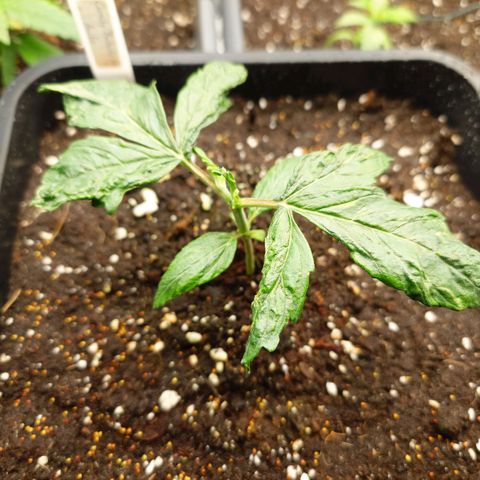 Auto Candy Bubatz XL growlog timeline photo