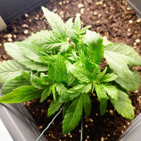 Auto Orange Bud growlog photo: Maximale Verkrautung.