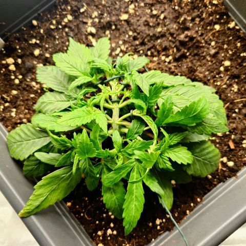 Auto Orange Bud growlog photo: Wieder Ordentlich