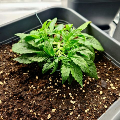 Auto Orange Bud growlog photo: Wieder Ordentlich