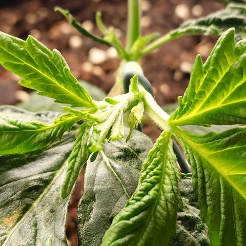 Auto Candy Bubatz XL growlog timeline photo